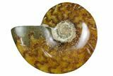 Polished, Agatized Ammonite (Cleoniceras) - Madagascar #164147-1